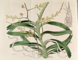 Cleisostoma paniculatum（syn。Aerides paniculata）のイラスト